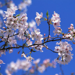 明日は卒業式。。。